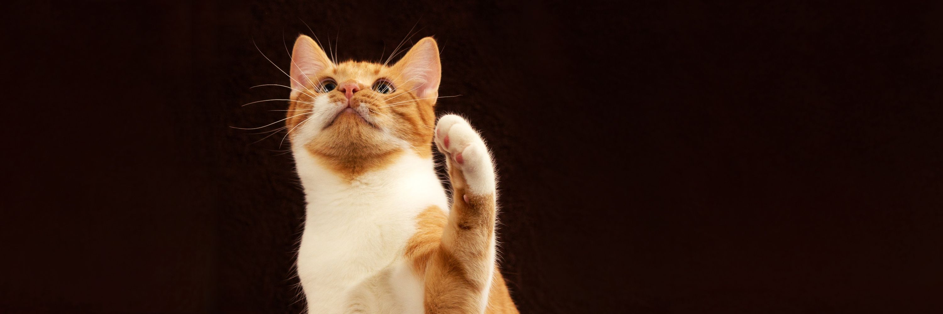 Cvlcat